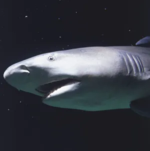 Model of Lemon Shark (Negaprion brevirostris), side view Model of Lemon Shark (Negaprion brevirostris), side view