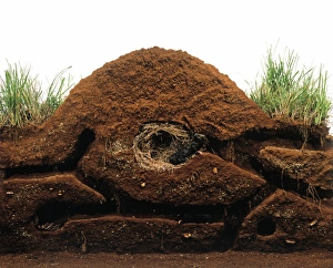 Model of a mole burrow, cross-section Model of a mole burrow, cross-section