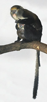 Mona Monkey (Cercopithecus mona) and baby perching on a branch Mona Monkey (Cercopithecus mona) and baby perching on a branch