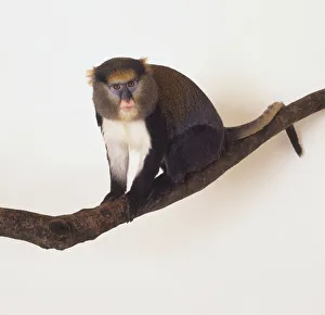 Mona Monkey (Cercopithecus mona) blue and pink face, bright yellow eyebrows, perched on branch, head turned to front Mona Monkey (Cercopithecus mona) blue and pink face, bright yellow eyebrows, perched on branch, head turned to front