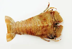 Moreton Bay Bug (Thenus orientalis) lobster Moreton Bay Bug (Thenus orientalis) lobster