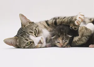Mother cat lying down with tiny kitten lying between her front legs, mother cats constricted pupils show her relaxed Mother cat lying down with tiny kitten lying between her front legs, mother cats constricted pupils show her relaxed