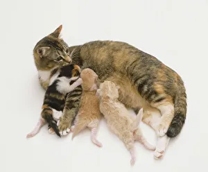 Mother cat suckling her young kittens Mother cat suckling her young kittens