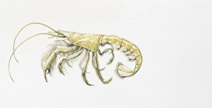 Mud shrimp (Upogebia sp), illustration Mud shrimp (Upogebia sp), illustration