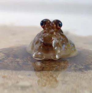 Mudskipper in water showing large, bulbous eyes Mudskipper in water showing large, bulbous eyes