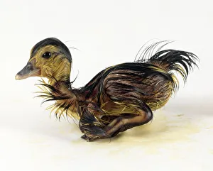 Muscovy duck (Cairina moschata), duckling, side view Muscovy duck (Cairina moschata), duckling, side view