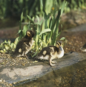 Muscovy duck and ducklings standing at edge of lake Muscovy duck and ducklings standing at edge of lake