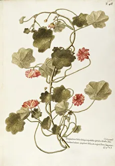 Nasturtium or Indian Cress (Tropaeolum majus), Tropaeolaceae, herbaceous annual plant for flower beds native to Peru Nasturtium or Indian Cress (Tropaeolum majus), Tropaeolaceae, herbaceous annual plant for flower beds native to Peru