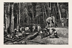 Natives Felling Timber In A Forest Perseverance Property Natives Felling Timber In A Forest Perseverance Property