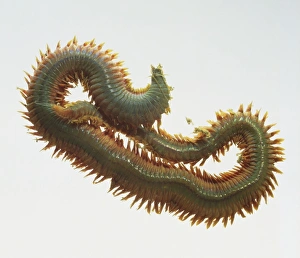 Nereis virens, king ragworm slithering, close up Nereis virens, king ragworm slithering, close up