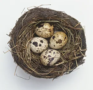 Nest containing four speckled bird eggs, view from above Nest containing four speckled bird eggs, view from above