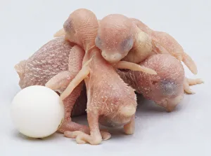 Newly hatched Budgerigar chicks (Melopsittacus undulatus) huddled together, with one unhatched egg Newly hatched Budgerigar chicks (Melopsittacus undulatus) huddled together, with one unhatched egg