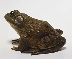 North American Bullfrog (Rana catesbeiana), side view North American Bullfrog (Rana catesbeiana), side view