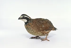 Northern bobwhite (Colinus virginianus), side view Northern bobwhite (Colinus virginianus), side view