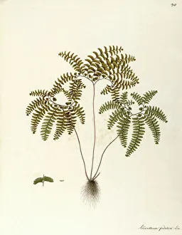 Northern Maidenhair Fern (Adiantum pedatum), Polypodiaceae by Angela Rossi Bottione, watercolor, 1812-1837 Northern Maidenhair Fern (Adiantum pedatum), Polypodiaceae by Angela Rossi Bottione, watercolor, 1812-1837