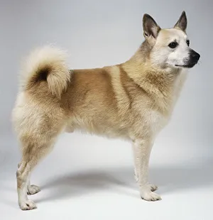 Norwegian buhund standing on all fours, tail curled up Norwegian buhund standing on all fours, tail curled up