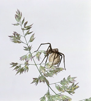 Nursery web spider (Pisaura mirabilis) carrying egg sac on plant Nursery web spider (Pisaura mirabilis) carrying egg sac on plant