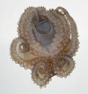 Octopus, close up of strong suckers on underside of tentacles Octopus, close up of strong suckers on underside of tentacles