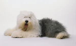 Old English Sheepdog (Canis familiaris) lying down, head turned towards camera, side view Old English Sheepdog (Canis familiaris) lying down, head turned towards camera, side view