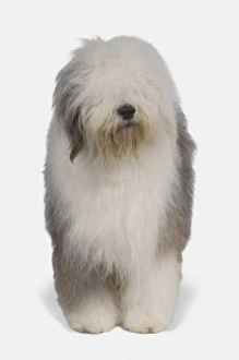 Old English Sheepdog, front view Old English Sheepdog, front view