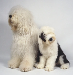 Two Old English Sheepdogs (Canis familiaris), white dog and black and white Puppy, side view Two Old English Sheepdogs (Canis familiaris), white dog and black and white Puppy, side view