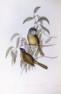 Olive whistler (Pachycephala olivacea), Engraving by John Gould Olive whistler (Pachycephala olivacea), Engraving by John Gould