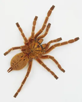 Orange baboon spider (Pterinochilus murinus) Orange baboon spider (Pterinochilus murinus)