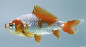 Silver goldfish sales