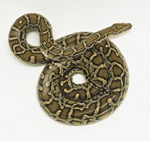 Overhead view of a coiled Burmese Python showing the rich skin colours and distinctive pattern Overhead view of a coiled Burmese Python showing the rich skin colours and distinctive pattern