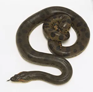 Overhead view of a Green Anaconda with its tail tightly coiled, also showing the dappled markings of the skin Overhead view of a Green Anaconda with its tail tightly coiled, also showing the dappled markings of the skin