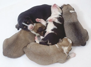 Overhead view of a group of five mongrel puppies huddled close together. One pup is lying on his back on top of Overhead view of a group of five mongrel puppies huddled close together. One pup is lying on his back on top of
