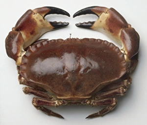 Studio Shot Seafood Prints: Overhead view of large crab