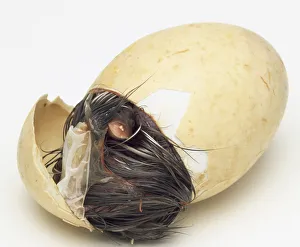 Overhead view of a Maned Duckling in the early stages of hatching from its egg Overhead view of a Maned Duckling in the early stages of hatching from its egg
