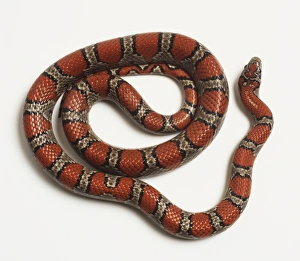 Mexican Black King Snake (Snakes, Reptiles)