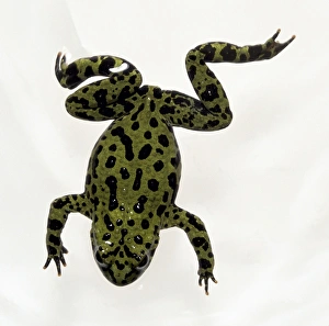 Overhead view of the Oriental Fire-bellied toad, with black spot markings and splayed legs Overhead view of the Oriental Fire-bellied toad, with black spot markings and splayed legs