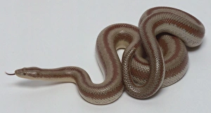 Overhead view of a partially coiled Rosy Boa, Charina trivirgata, showing the skin which is covered in many small Overhead view of a partially coiled Rosy Boa, Charina trivirgata, showing the skin which is covered in many small