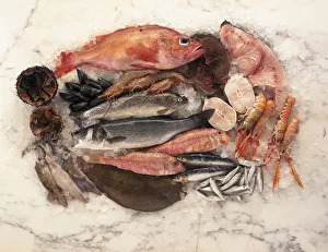 Overhead view of a platter of fresh fish and seafood including mussels, prawns, red sea bream, tuna, swordfish Overhead view of a platter of fresh fish and seafood including mussels, prawns, red sea bream, tuna, swordfish