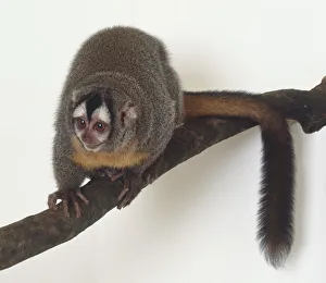 Owl Monkey or Douroucouli, Aotus trivirgatus, crouching on branch, pink toes gripping, small pink and white face Owl Monkey or Douroucouli, Aotus trivirgatus, crouching on branch, pink toes gripping, small pink and white face