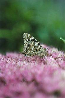 Painted lady butterfly (Cynthia cardui) on flower head of Sedum spectabile (Ice plant) Painted lady butterfly (Cynthia cardui) on flower head of Sedum spectabile (Ice plant)