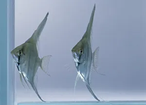 Pair of Angelfish (Pterophyllum scalare) in tank Pair of Angelfish (Pterophyllum scalare) in tank