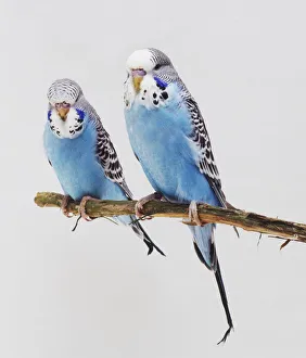 Pair of blue Budgerigars (Melopsittacus undulatus) on a twig, front view Pair of blue Budgerigars (Melopsittacus undulatus) on a twig, front view
