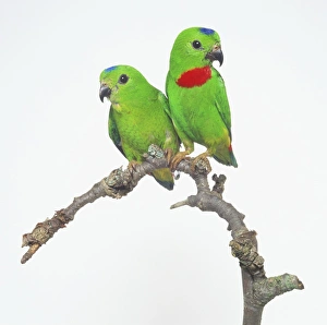 Pair of Blue-crowned Hanging Parrots (Loriculus galgulus) perching side by side on a branch, front view Pair of Blue-crowned Hanging Parrots (Loriculus galgulus) perching side by side on a branch, front view