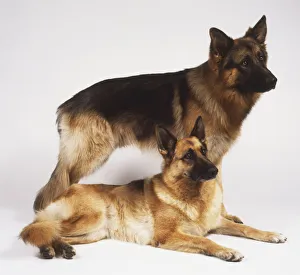 Pair of German Shepherd Dogs (Canis familiaris), one standing up and the other lying down, both facing sideways Pair of German Shepherd Dogs (Canis familiaris), one standing up and the other lying down, both facing sideways