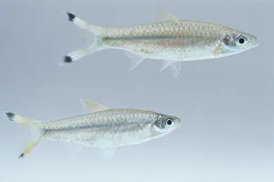 A pair of Giant scissortails (Rasbora caudimaculata), tropical freshwater fish A pair of Giant scissortails (Rasbora caudimaculata), tropical freshwater fish