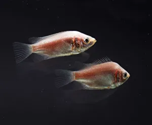 Pair of Kissing gouramis (Helostoma temminckii), side view Pair of Kissing gouramis (Helostoma temminckii), side view