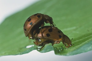 Pair of Mexican Bean Beetles (Epilachna varivestis) mating on leaf Pair of Mexican Bean Beetles (Epilachna varivestis) mating on leaf