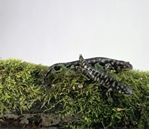Pair of Spotted salamanders (Ambystoma maculatum) on moss Pair of Spotted salamanders (Ambystoma maculatum) on moss