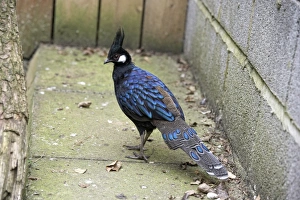 Palawan peacock pheasant (Polyplectron emphanum) in captivitiy Palawan peacock pheasant (Polyplectron emphanum) in captivitiy