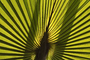 Palm frond in Yangon, Myanmar 2 Palm frond in Yangon, Myanmar 2