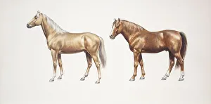 Palomino horse and morgan horse (Equus caballus), illustration Palomino horse and morgan horse (Equus caballus), illustration